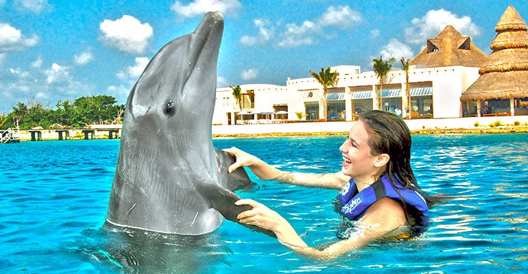 swimming with dolphins - day trips in cancun
