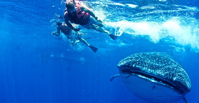 whale sharks - day trips in cancun
