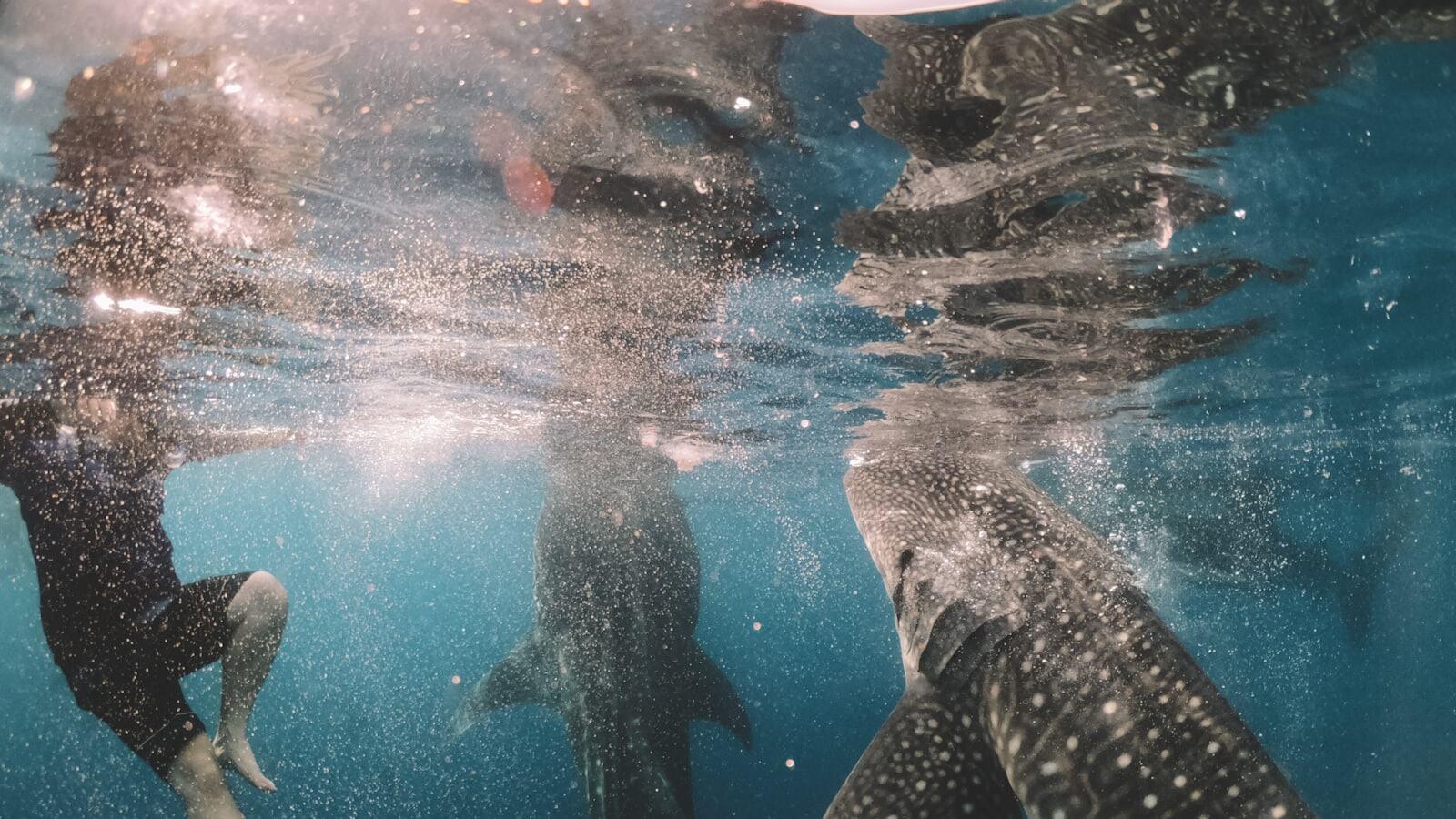Experience Whale Shark Diving in Mexico!