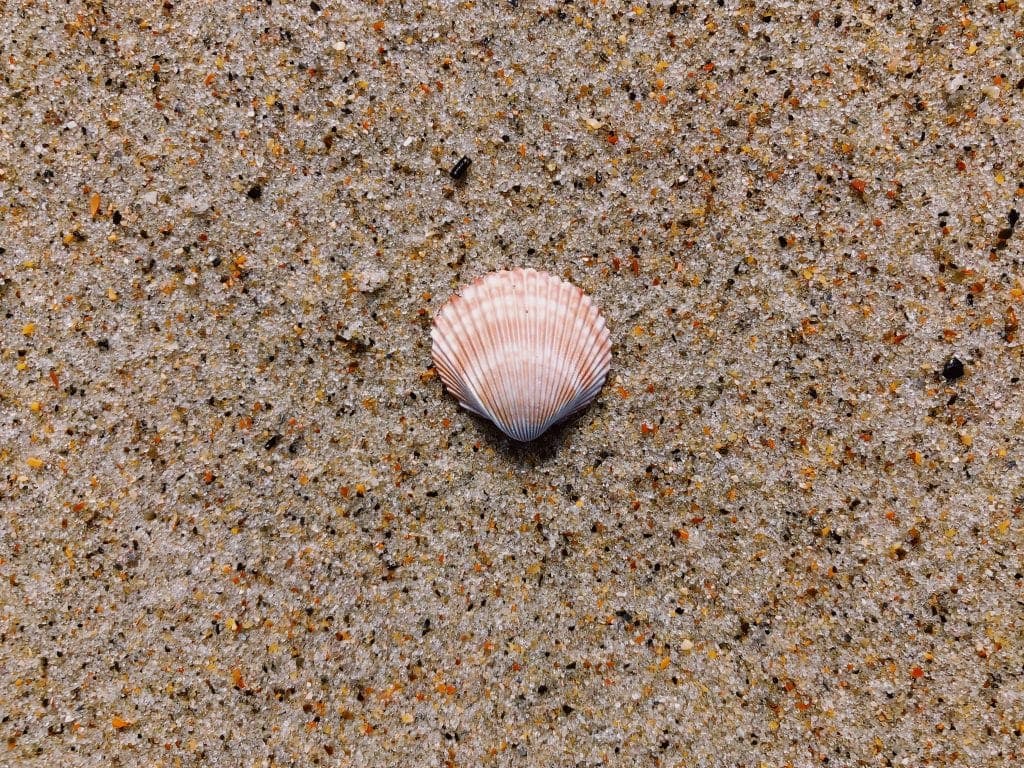 A single scallop shell with light pink and white stripes lies on wet, speckled sand with small grains and subtle texture.