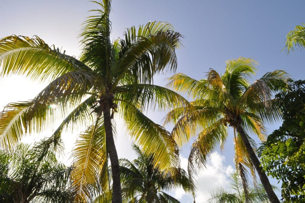 Tall palm trees with green and yellow fronds stand against a clear blue sky, sunlight streaming from behind one of the trees, creating a bright and tropical atmosphere.