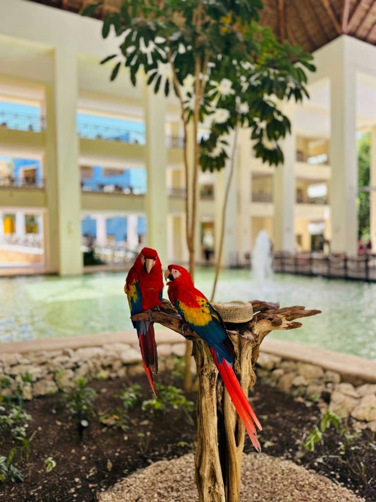 parrots in a resort