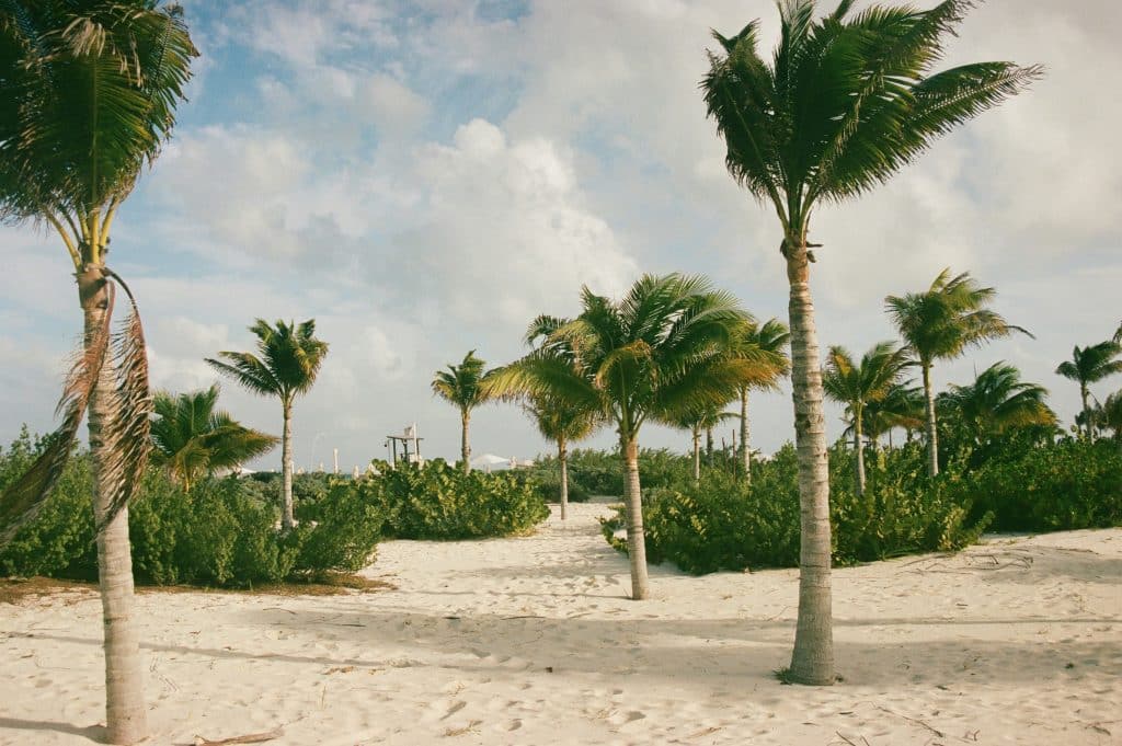 Palm trees on sand, Cancún, Mexico