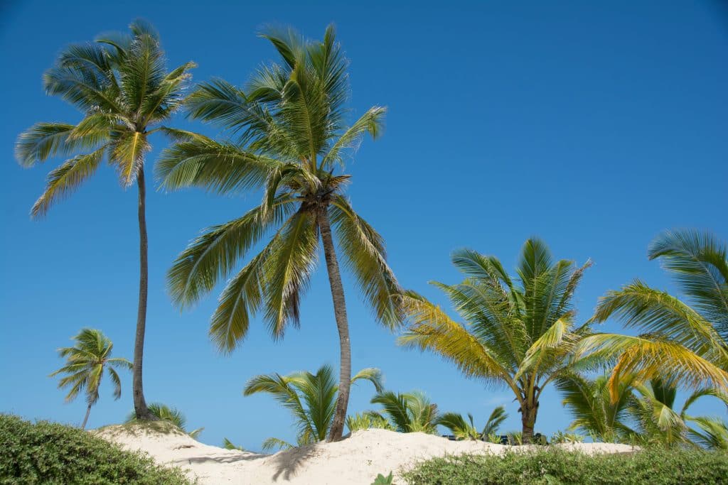 Tall palm trees with lush green fronds stand on a sandy beach against a clear blue sky. Smaller palm trees and shrubs are visible in the background, creating a tropical and serene atmosphere.