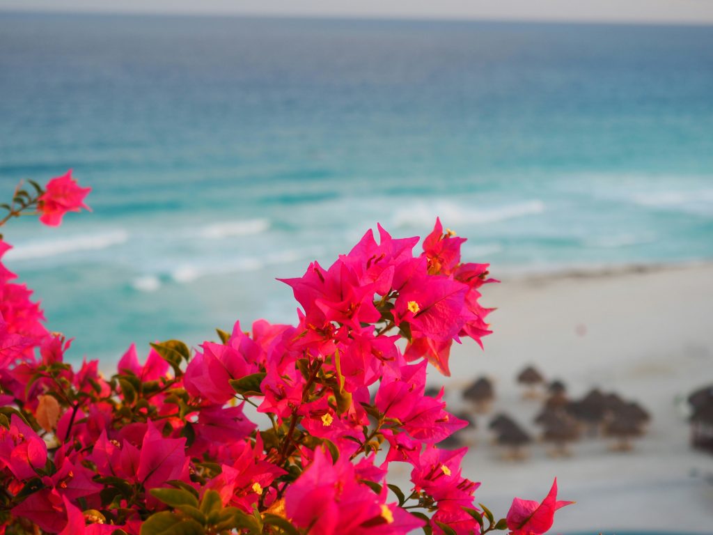 Vibrant pink bougainvillea blooms in the foreground with a sandy beach and turquoise ocean waves in the background, creating a tropical and serene coastal scene as Go Blue is Going All-Inclusive.