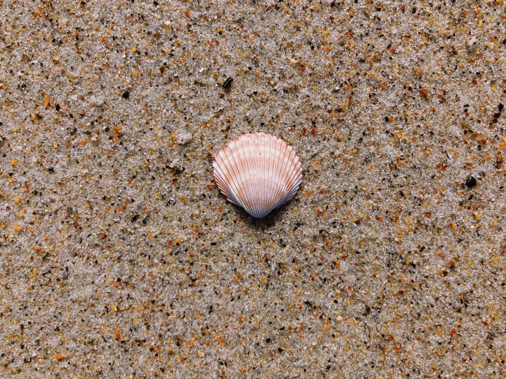 A single scallop shell with light pink and white stripes lies on wet, speckled sand with small grains and subtle texture.