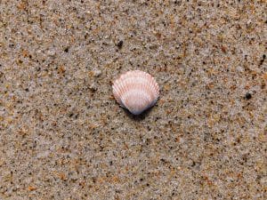 A single scallop shell with light pink and white stripes lies on wet, speckled sand with small grains and subtle texture.