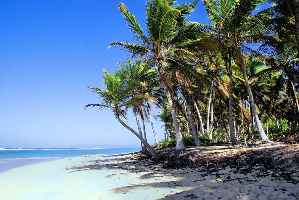 A sunny tropical beach with clear blue sky, turquoise water, and a line of tall palm trees casting shadows on the sandy shore.