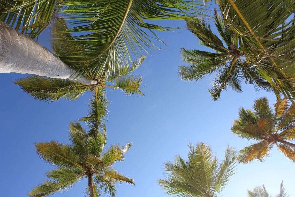 Palm trees with green fronds are viewed from below against a clear blue sky, creating a tropical, sunny atmosphere.