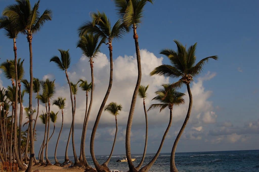 Tall, curved palm trees line a sandy beach under a blue sky with scattered clouds. The ocean is calm, and a small boat is visible on the water near the horizon.