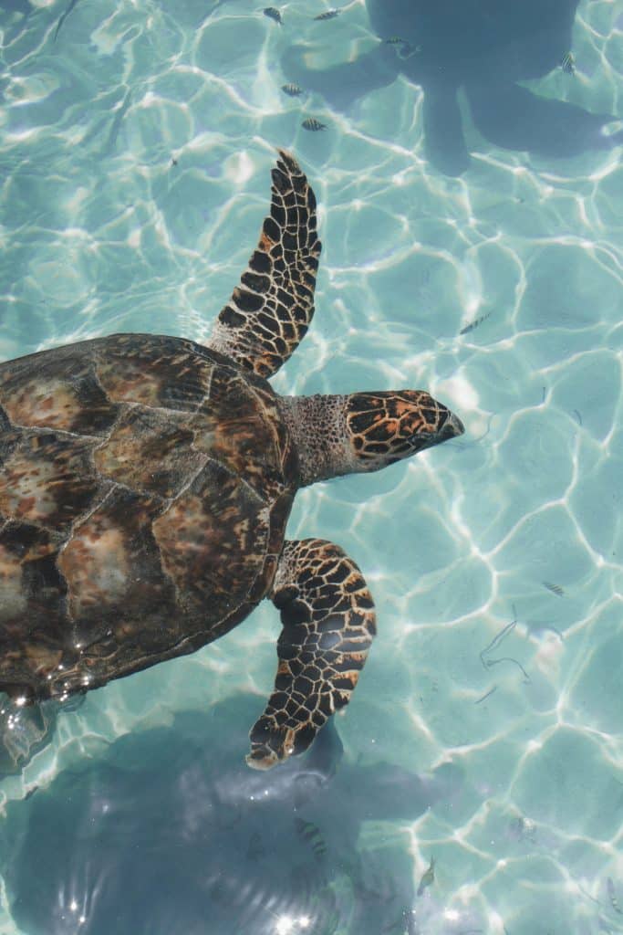 A sea turtle with a patterned shell and flippers swims in clear, shallow turquoise water. Sunlight creates rippling reflections on the turtle and the water’s surface.