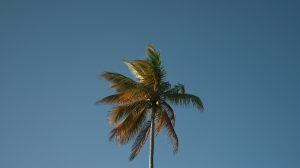 A single tall palm tree stands against a clear blue sky, its green fronds gently swaying in the breeze.